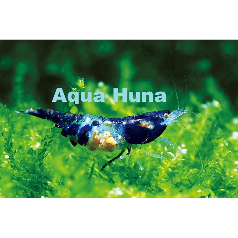 Blue Rili Shrimp