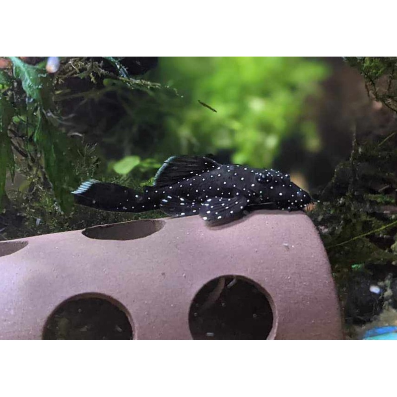 Bristlenose Catfish – Peppermint 2-3cm