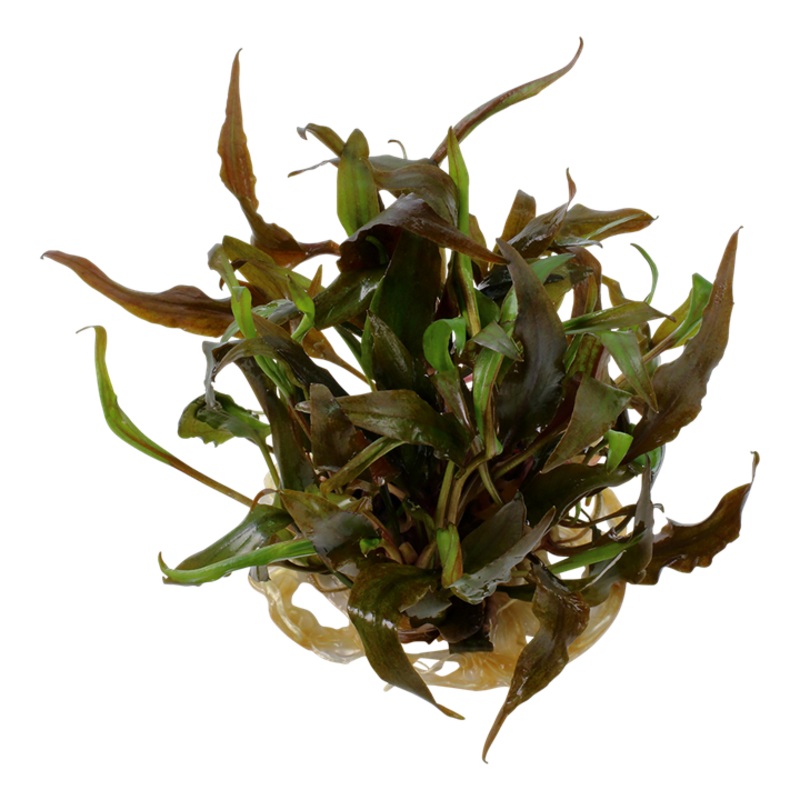 Cryptocoryne Undulatas ‘Red’ | Tissue Culture