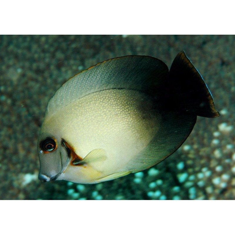 Half Black Mimic Tang