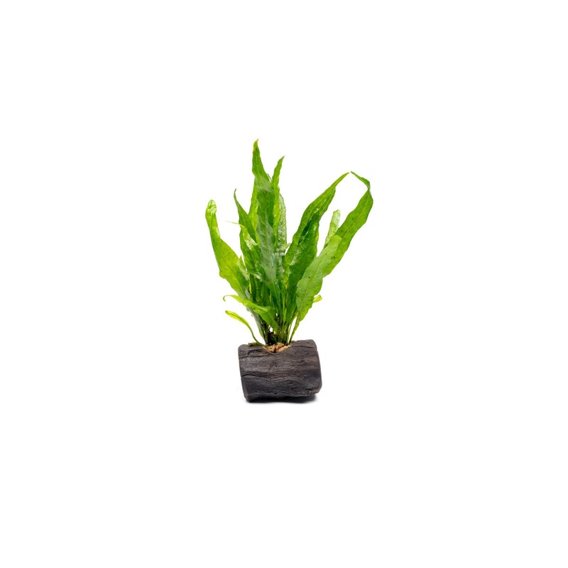 Java Fern on Nano Wood