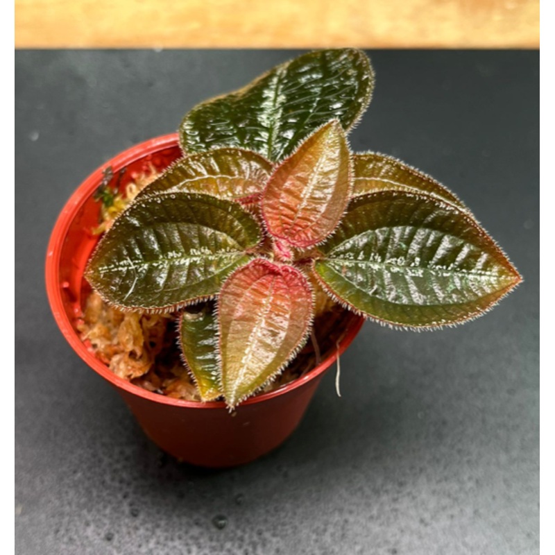 Melastomataceae sp #1