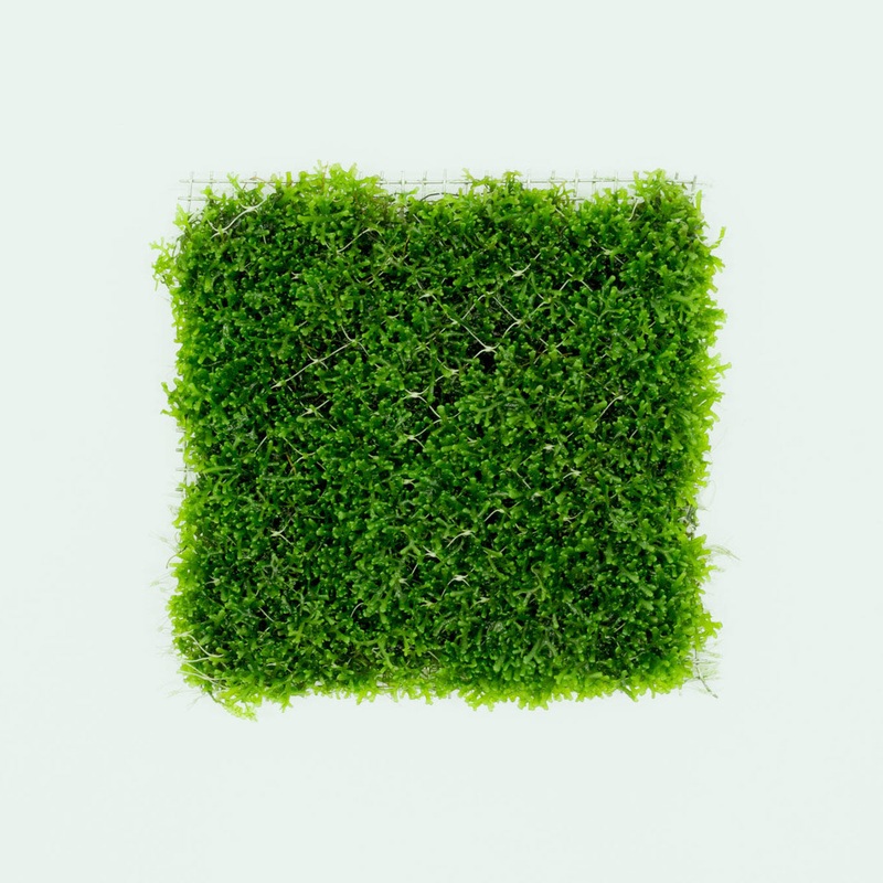 Mini Pellia