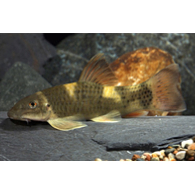 Panda Garra Algae Eater