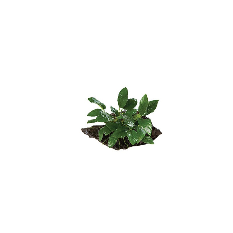 Anubias Paco Driftwood Creation Medium
