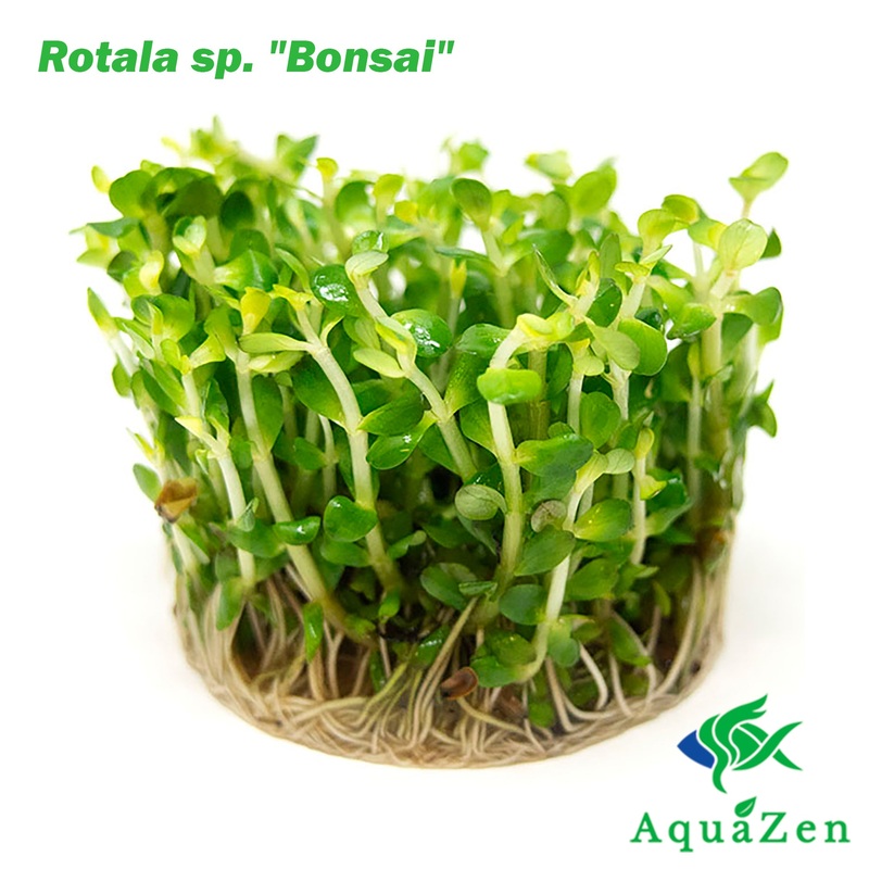 Bonsai Rotala AKA Ammannia Bonsai AKA True Rotala indica (Rotala sp. “Bonsai”) Tissue Culture 1 Tissue Culture