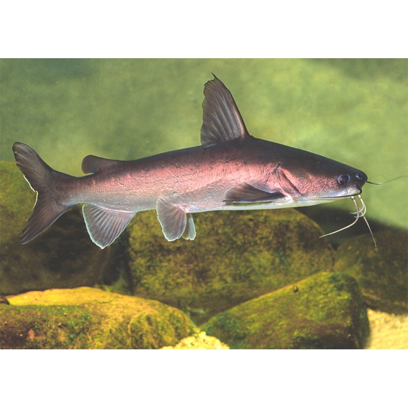 Catfish – Salmon Tail 12-16cm