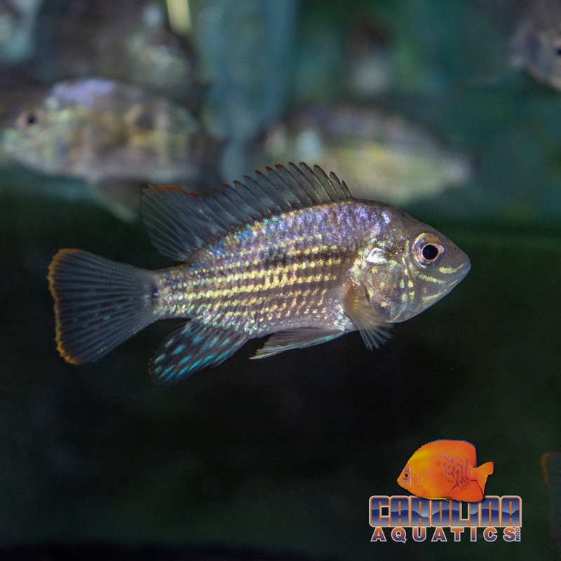 Cichlid – Terror Green Lg