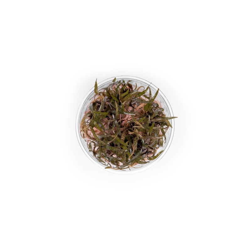 Cryptocoryne Ferruginea Sekadauensis UNS Tissue Culture