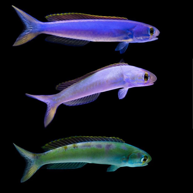 Flashing Tilefish