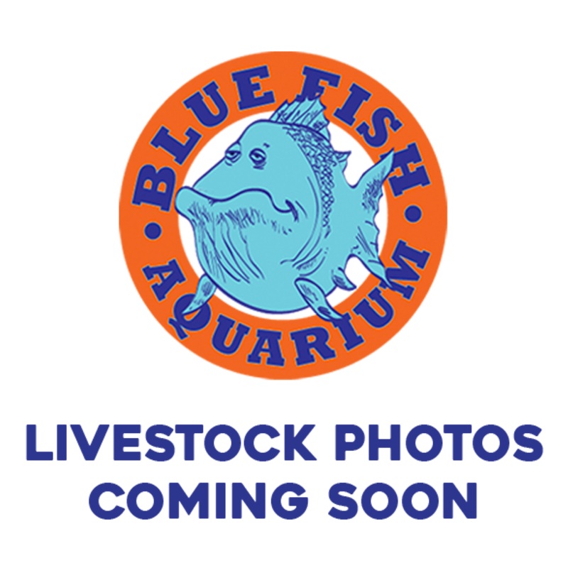 Gold Severum – Jumbo