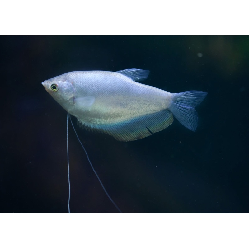 Gourami Moonlight 4-5cm
