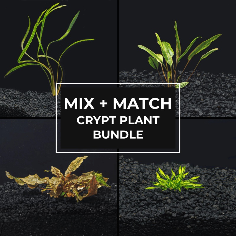 Mix + Match Crypt Plant Bundle 2 x Crypt Wendtii Red 2 x Crypt Wendtii Red 1 x Crypt Lutea