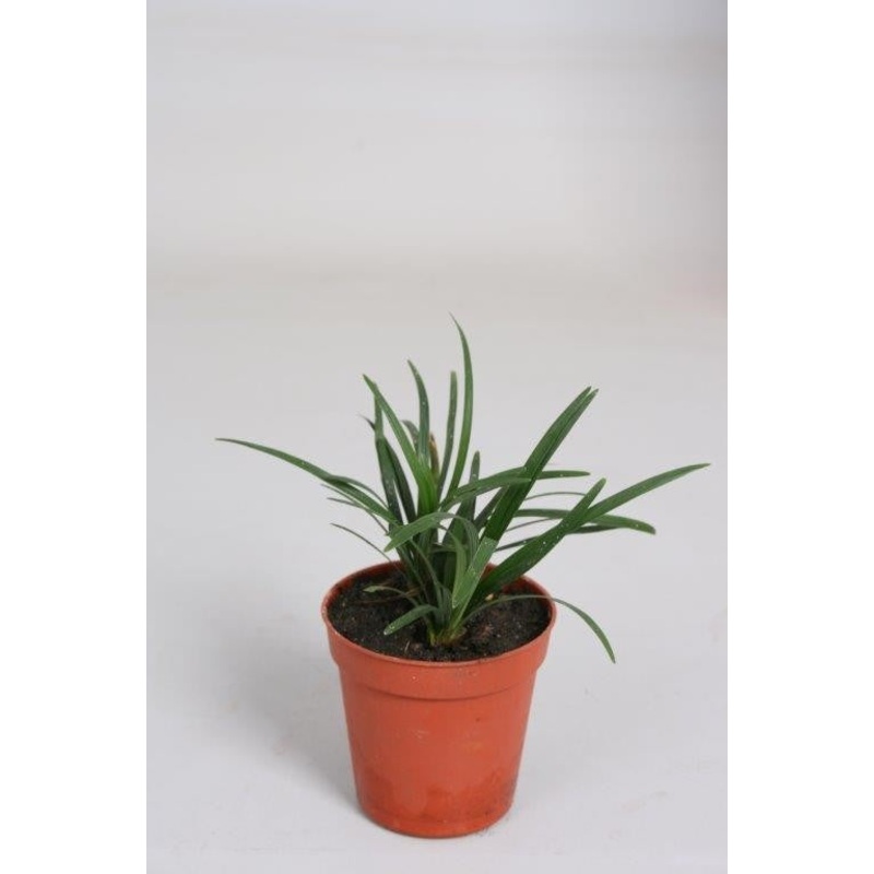 Ophiopogon Japonica – Mondo Grass