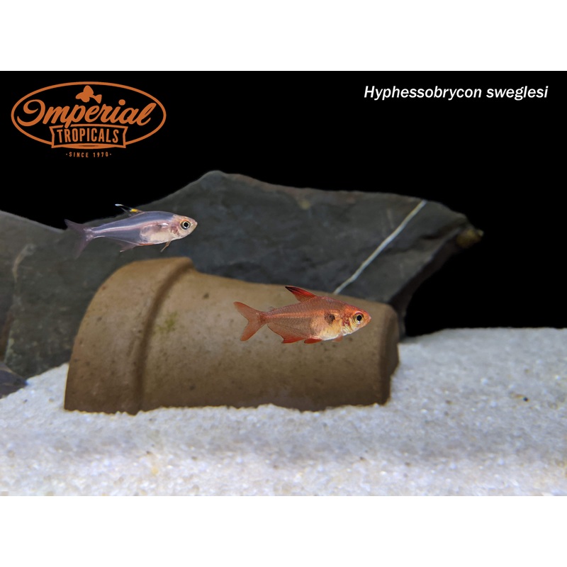Red Phantom Tetra (3 Pack) 0.5-1″ Unsexed