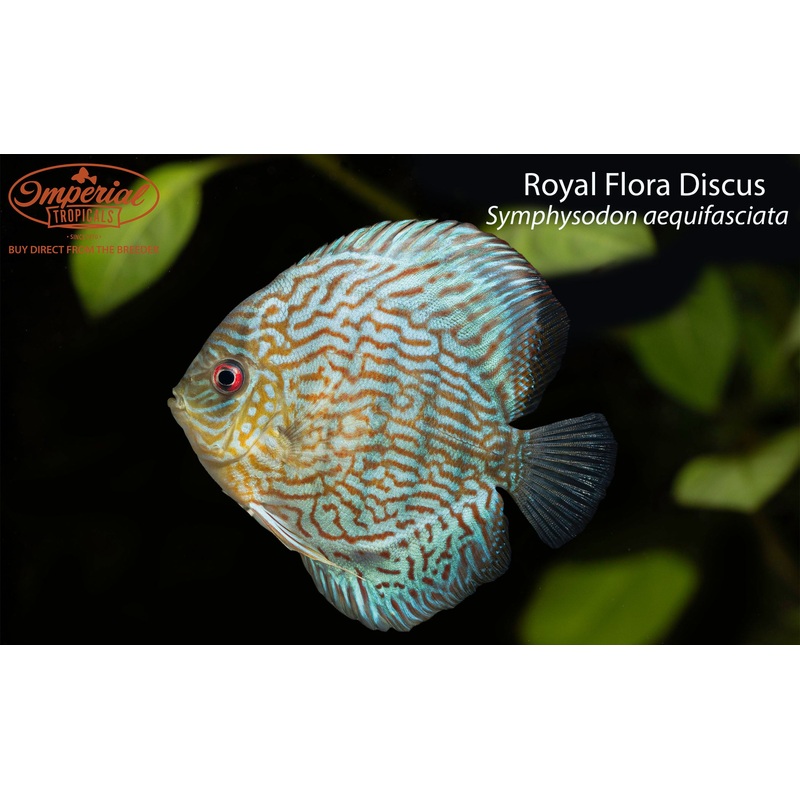 Royal Flora Discus 3-4″ Unsexed