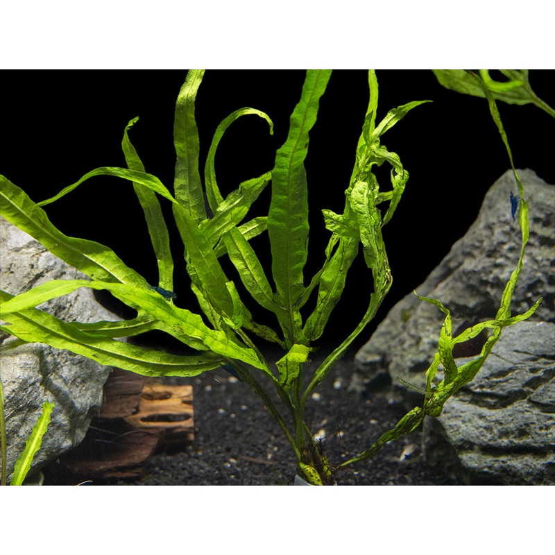 Trident Java Fern (Microsorum pteropus var. Trident), Bunch 1 Bunch