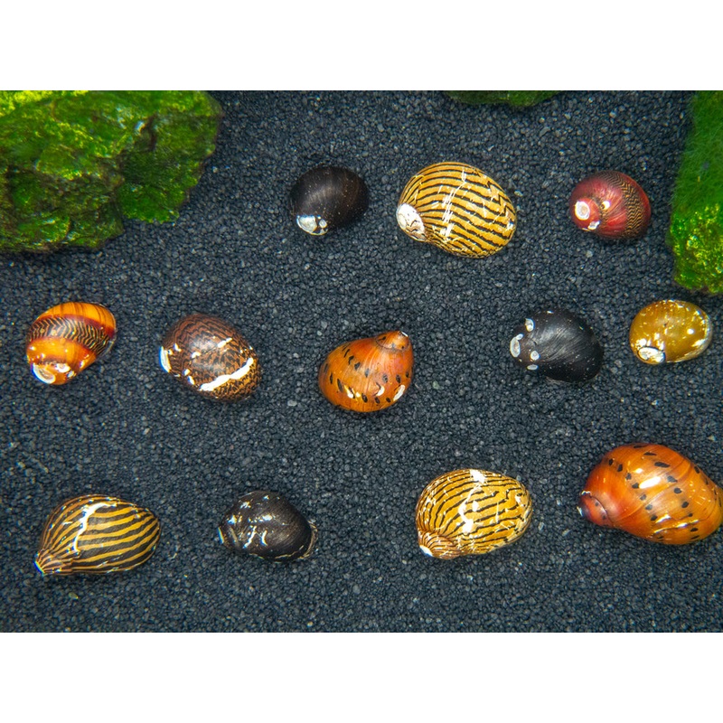 B-Grade Nerite Snails – Assorted Species, Colors, and Patterns! 1 Snail