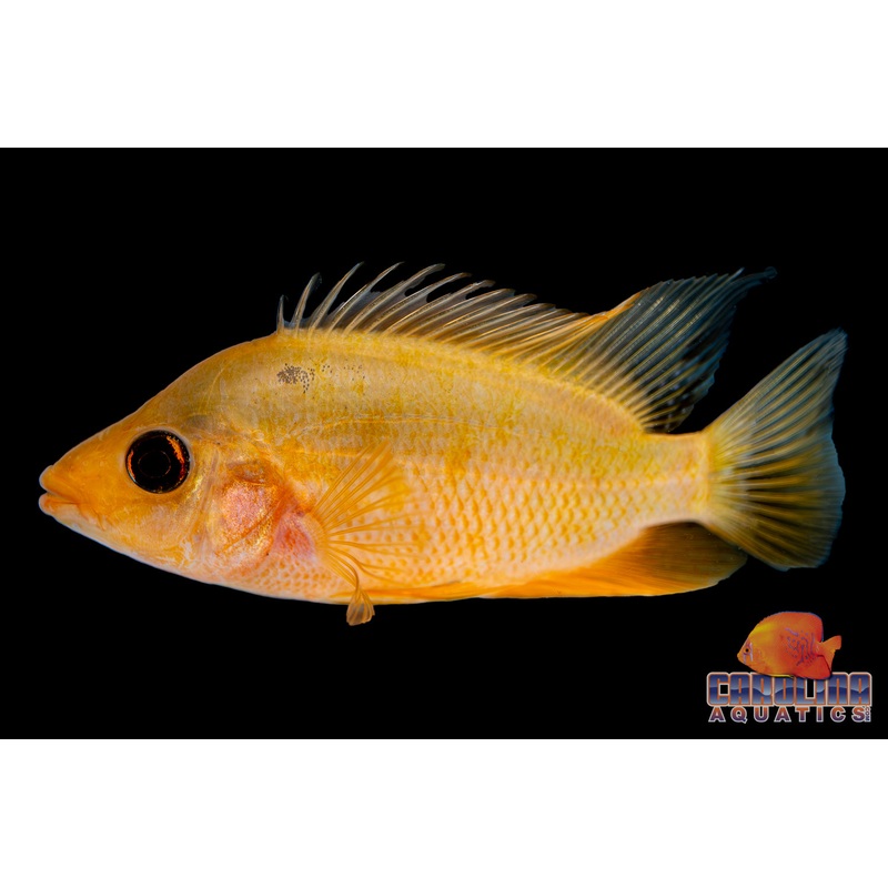 Cichlid – Red Devil 3in.