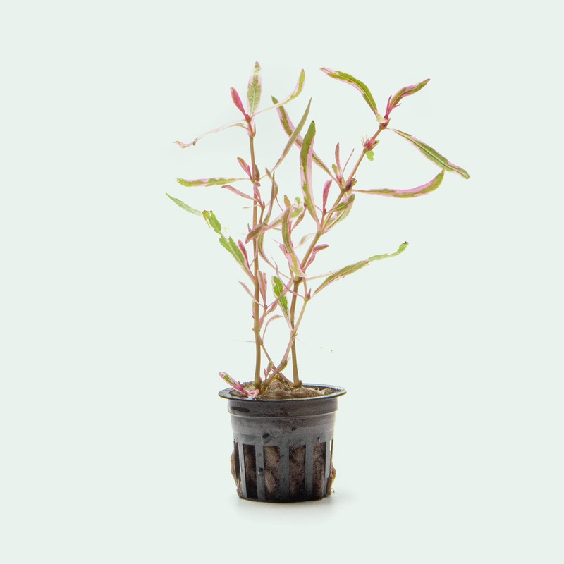 Hygrophila Lancea Araguaia Chai