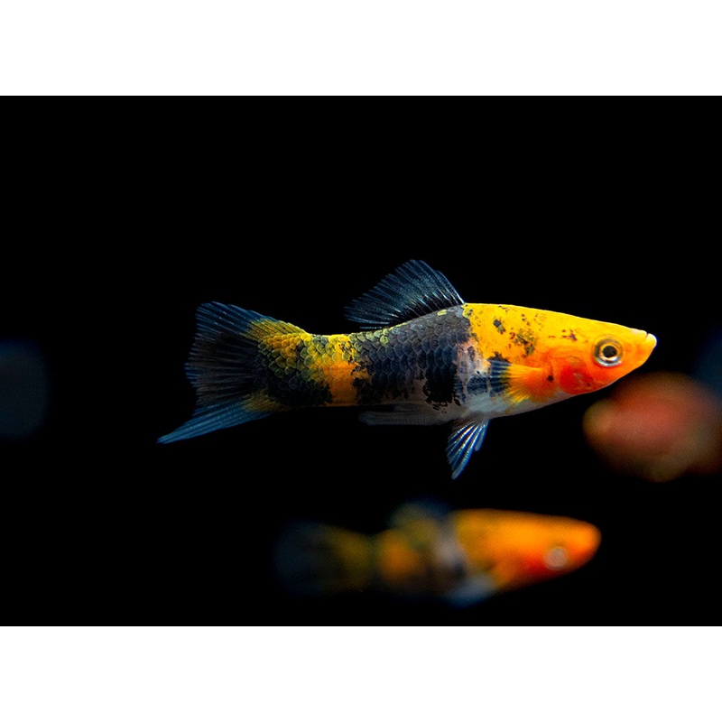 Koi Sanke Swordtail (Xiphophorus helleri), Tank-Bred Group of 3