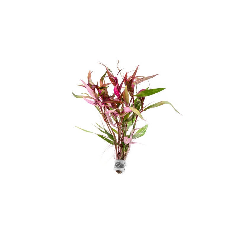Persicaria Hydropiper Lead Bunch