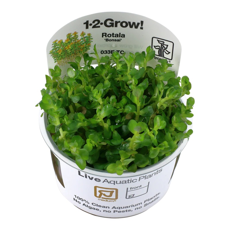 Rotala indica ‘Bonsai’ – Tropica 1-2 Grow Tropica 1-2 Grow