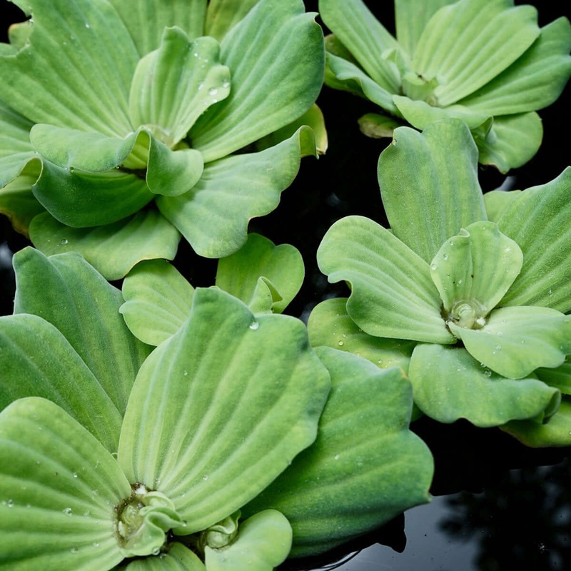 Water Lettuce | Pista Stratiotes 1 Plant