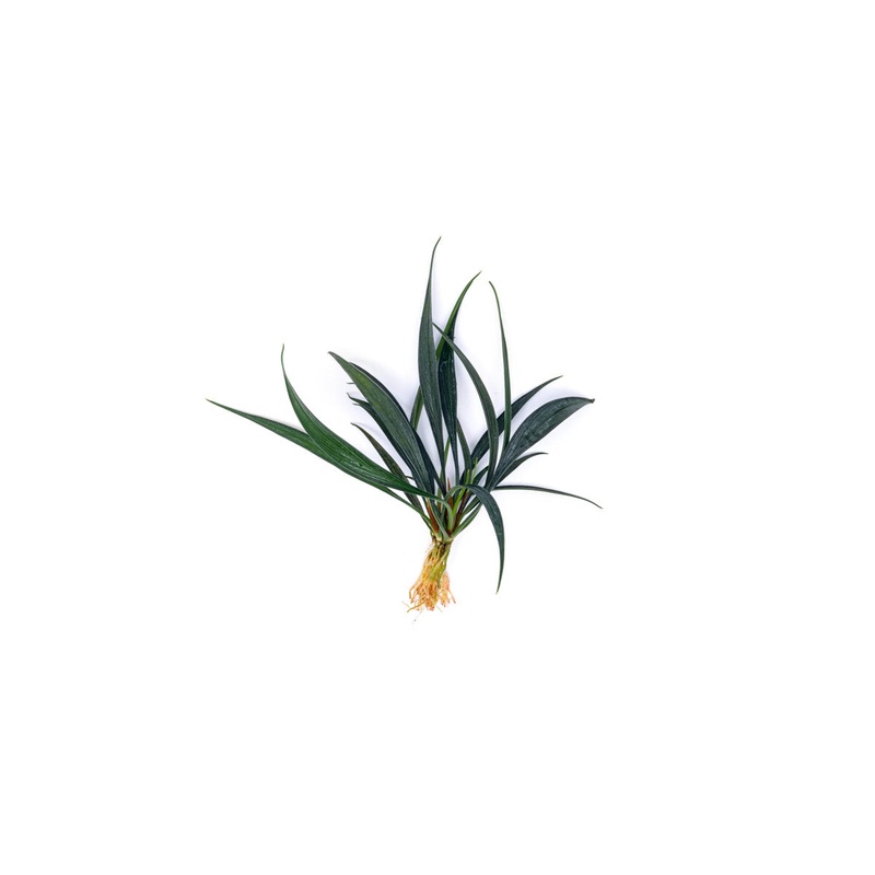 Josefia Intricata