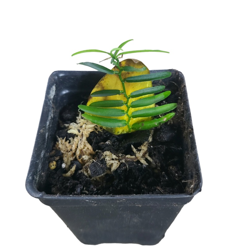 Pothos cf scandens 4-5 leaf cutting