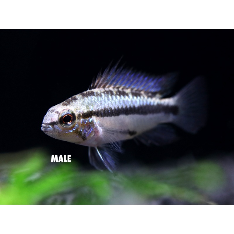 Redfin Three-Striped Dwarf Cichlid (Apistogramma trifasciata) – TANK-BRED!!! 1 Male/Female Pair