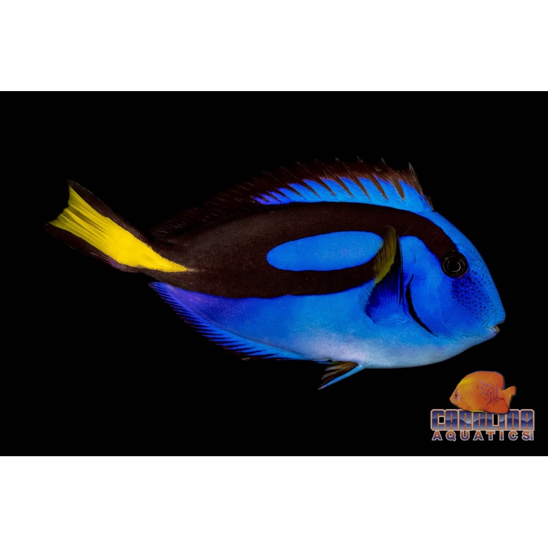 Tang – Blue Hippo Med 3-5