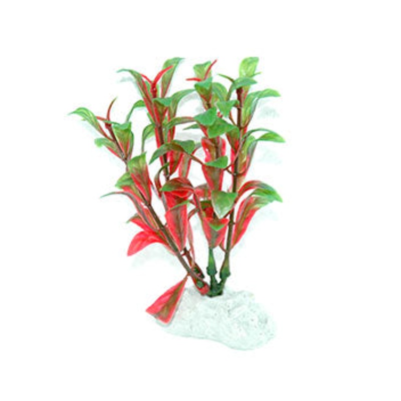 AquarWorld Red Bacopa 10cm