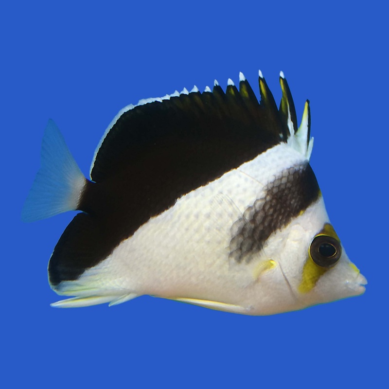 Burgess Butterflyfish Small (under 2 inch)