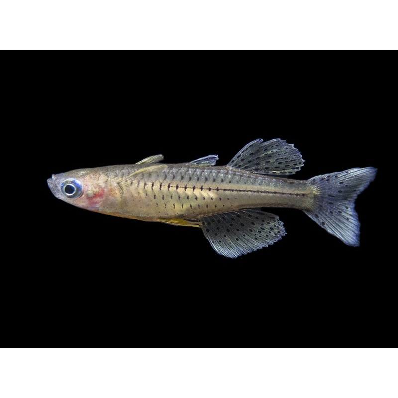 Gertrudes Spotted Blue Eye Rainbowfish (Pseudomugil gertrudae), Tank-Bred School of 3