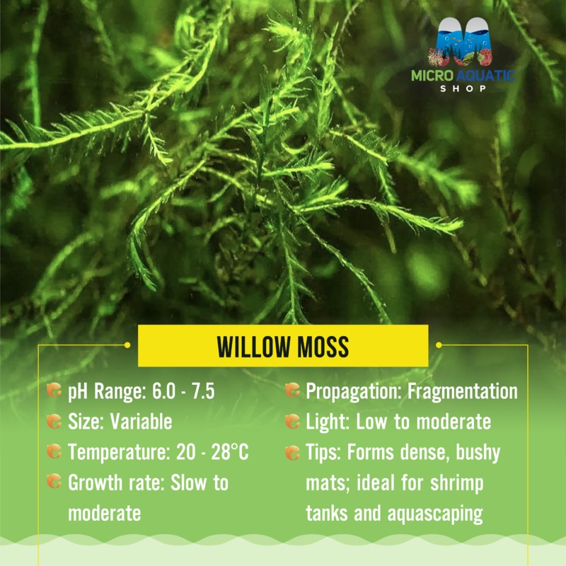 Moss – Willow 50cent coin size loose moss
