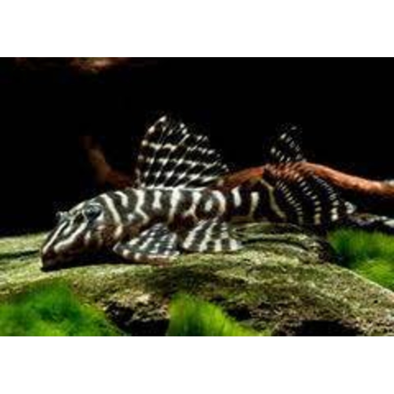 Prince Tiger Pleco – Peckoltia sp. L377 3-4cm