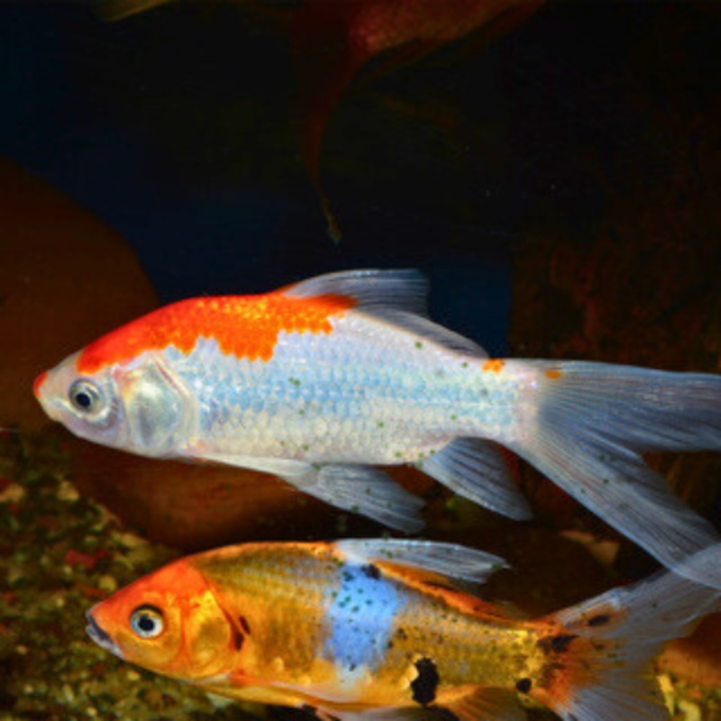 Sarasa Comet Goldfish 6 – 9 cm