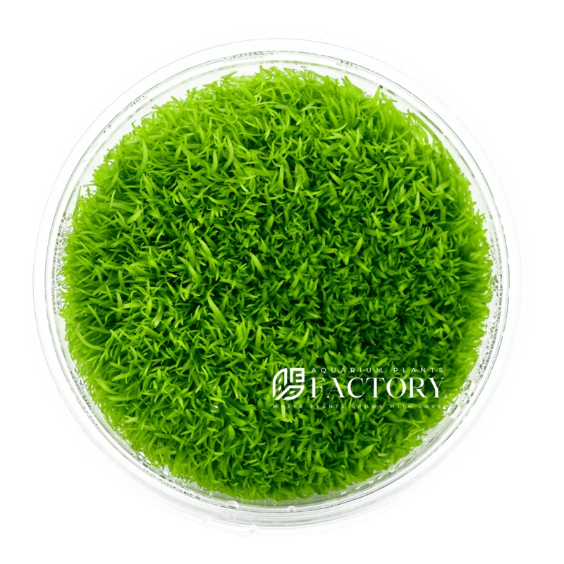 Utricularia Graminifolia Vitro Culture