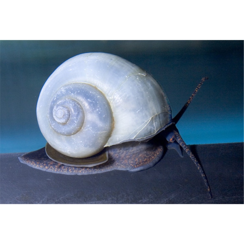 Blue Mystery Snail