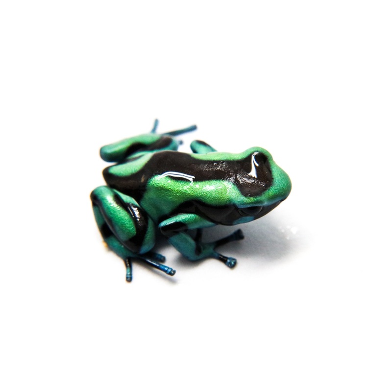 Dendrobates auratus “Columbian Blue and Green” Tadpole Single Tadpole