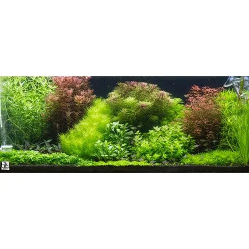 Dutch Style Mixed Box of Aquarium Plants 50L (12 pots)
