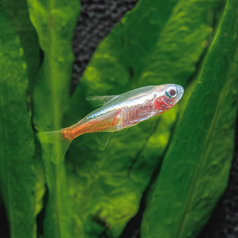 Gold Neon Tetra Imported 1 Fish