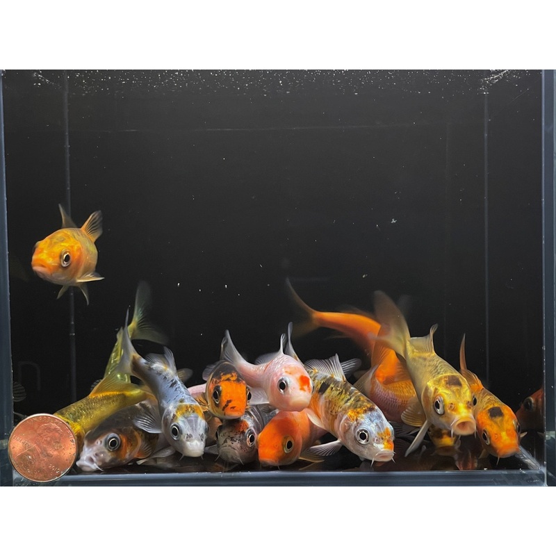 Imported Koi (3 inch)