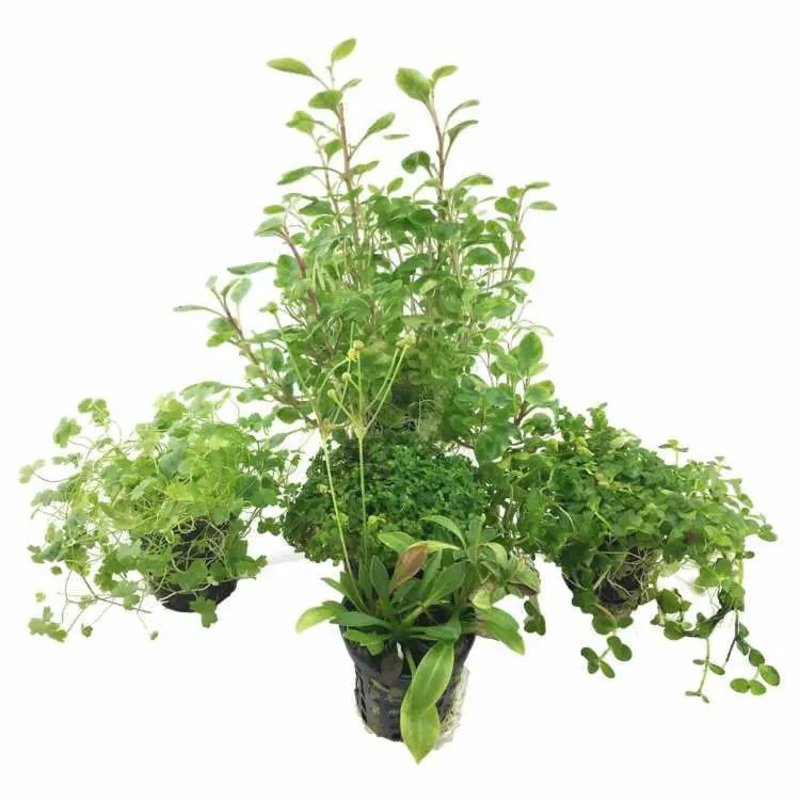 Not So Perfect – Plant Bundle of 3