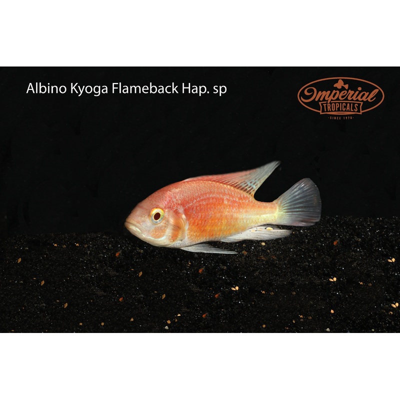 Albino Kyoga Flameback 2-3″ Unsexed