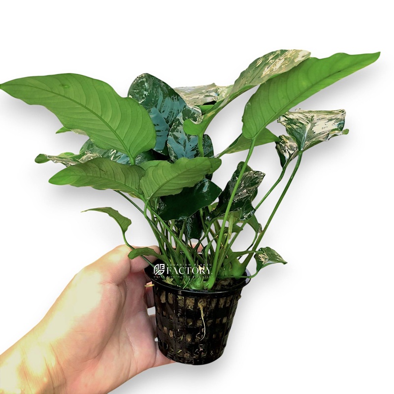 Anubias Nana Mother XXL