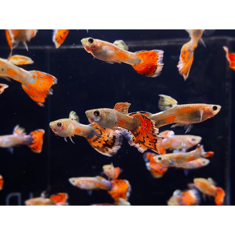 Blue Variegated Guppy Males