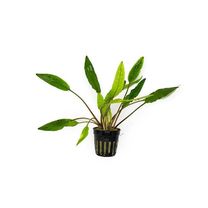 Cryptocoryne Sri Lanka Pot