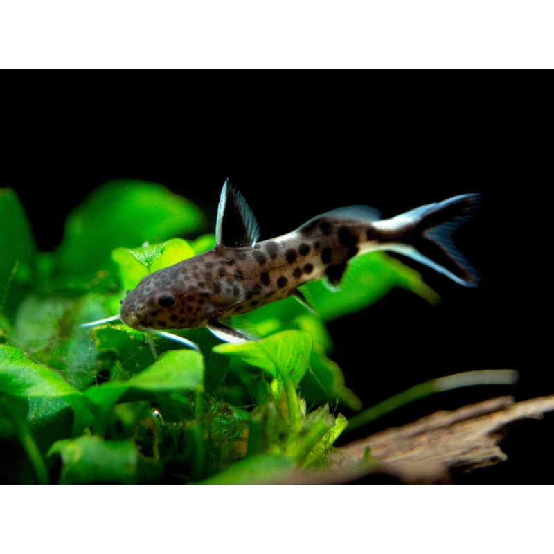 Dwarf Cuckoo AKA Leopard Catfish (Synodontis petricola), Tank-Bred 1 Fish